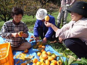 里山ボランティア（柿収穫）