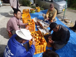 里山ボランティア（柿収穫） (2)